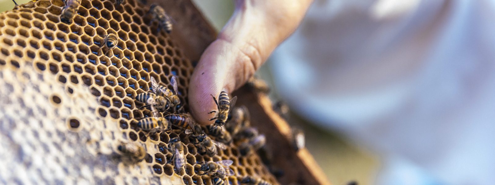 Honey bees walking on wooden bee hives. High quality photo